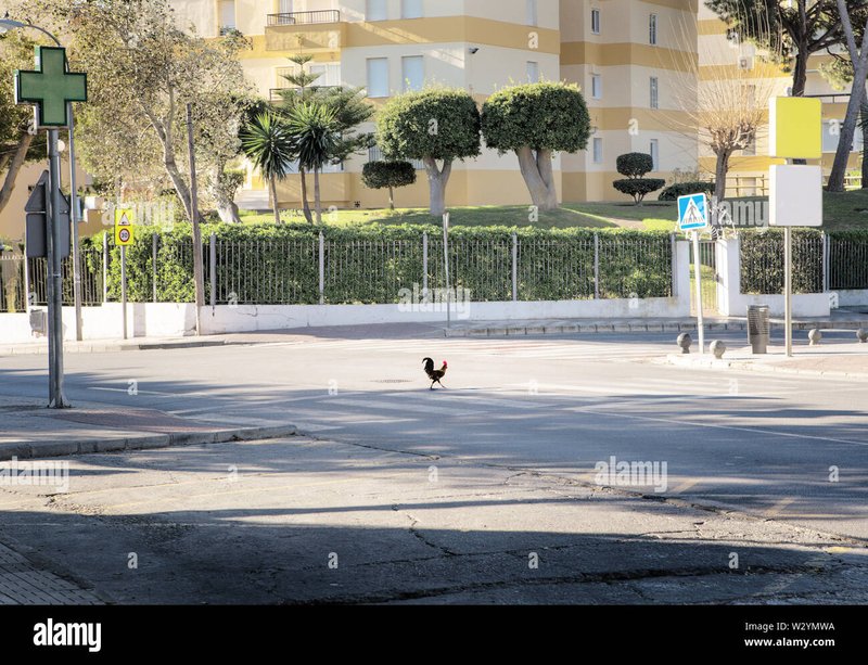 Best juego chicken road in Spain